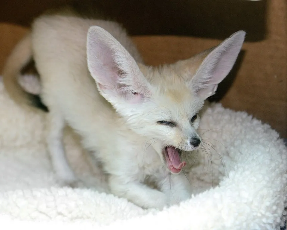 A baby fennec fox yawning in a little bed.